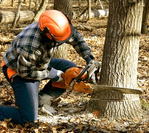 Tree Removal in Brooks, KY